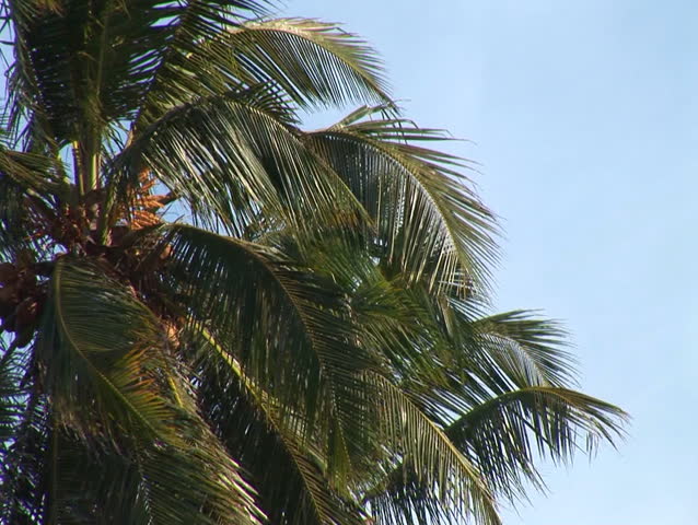 Two Coconut trees in the wind