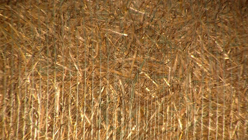 Hay bales drying outdoors at warm evening light