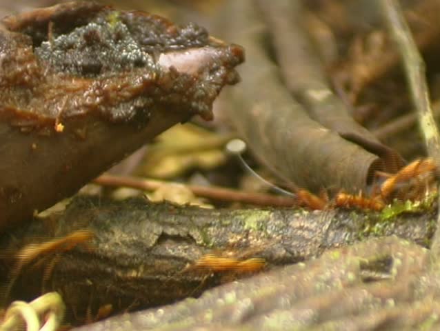 Trail of army ant workers carrying their larvae and pupae