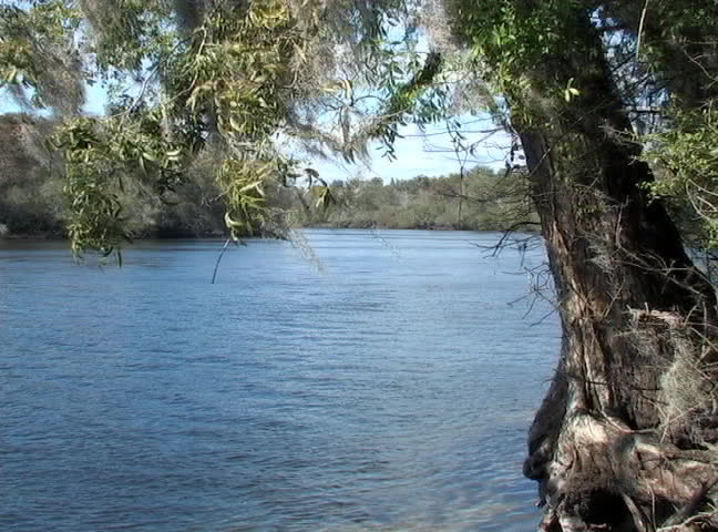 Wind blows through the Spanish moss on the bank of the Suwannee River.