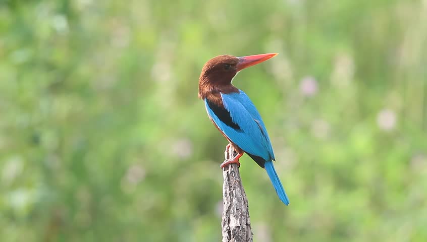 White-breasted Kingfisher 