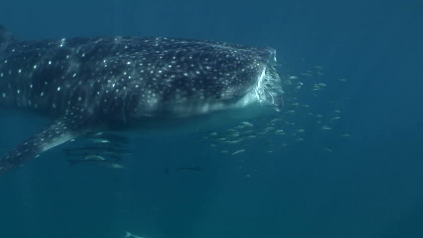 Whale Shark Feeding