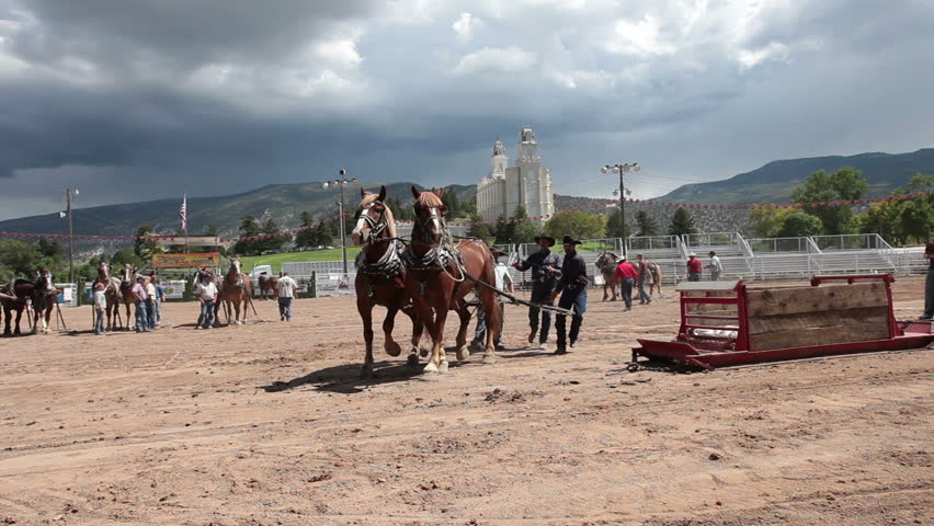 MANTI, UTAH - AUG 27: Draft Horse pulling hard during competition at local county fair with draft horses dragging a heavy sled on a long run on August 27, 2011 in Manti Utah.