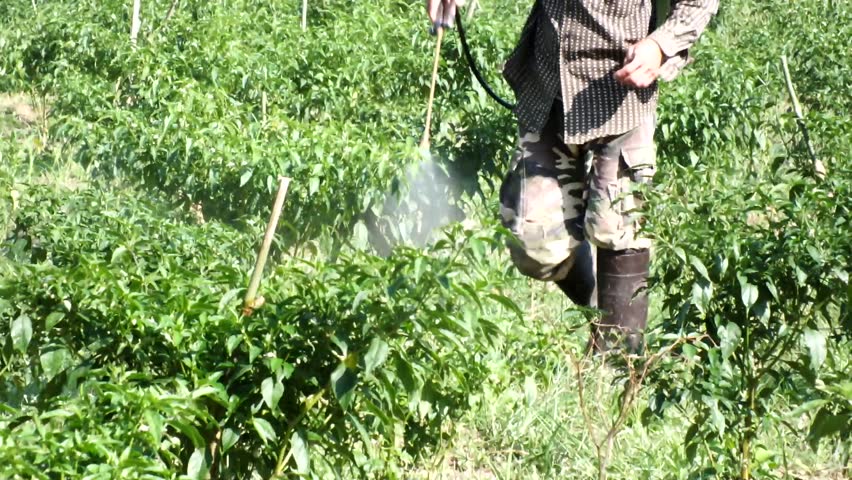 Farmer spraying the chilli tonic