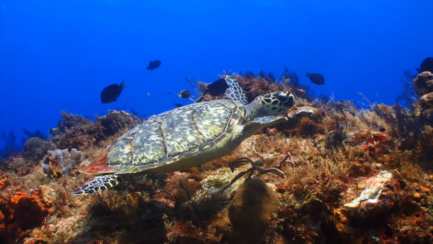 Hawksbill sea turtle swimming over a coral reef