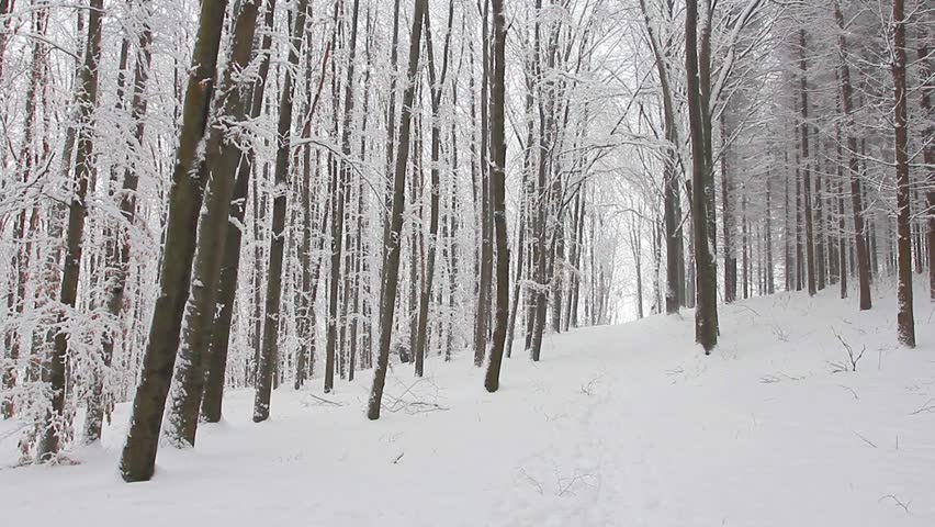 Trees in the snow in the forest in winter