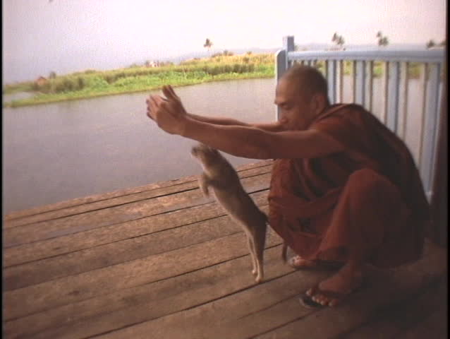 A Buddhist monk teaches a cat to hurdle his hands.