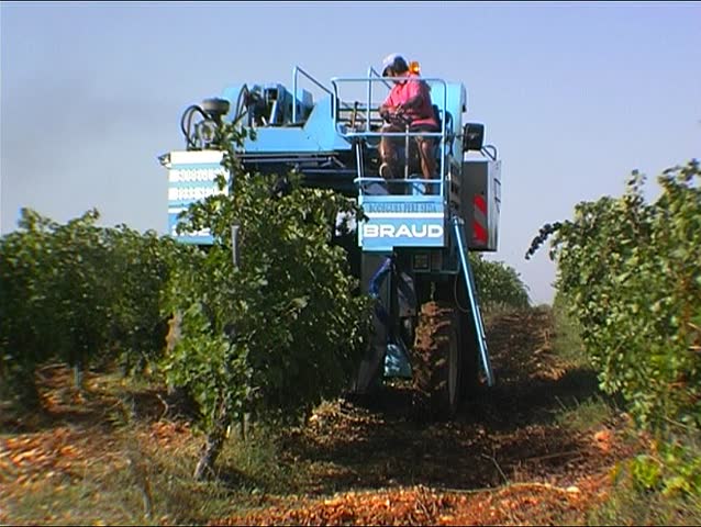 Grape harvesting 5