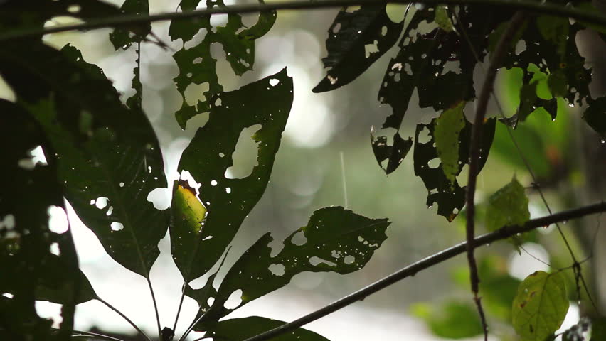Rainstorm in the rainforest, Ecuador