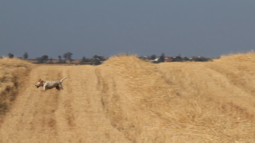 pointer pedigree dogs on wheat field