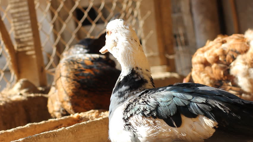 duck on the farm
