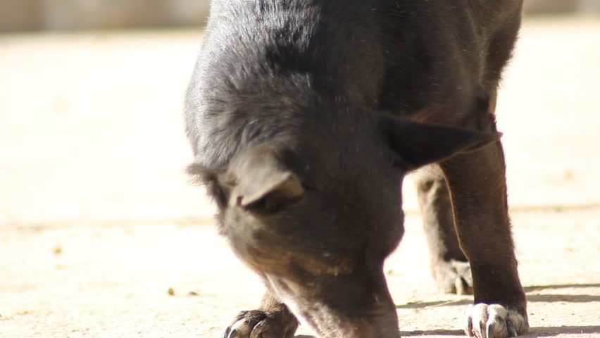 dog chewing on bone