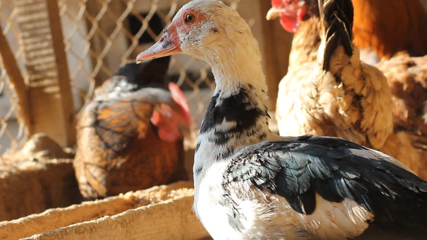 duck on the farm