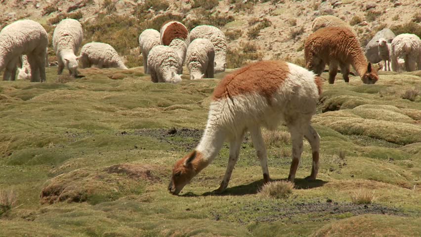 Llama