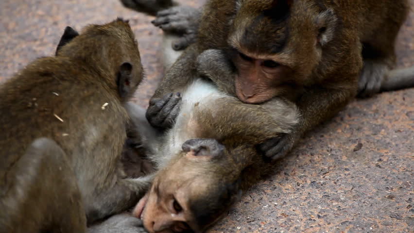 Cambodian Macaque Monkey playing, eating, jumping, scratching