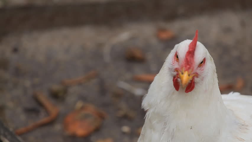 Female Chicken and Male Chicken Rooster on a Countryside Road, Outside the Farm
