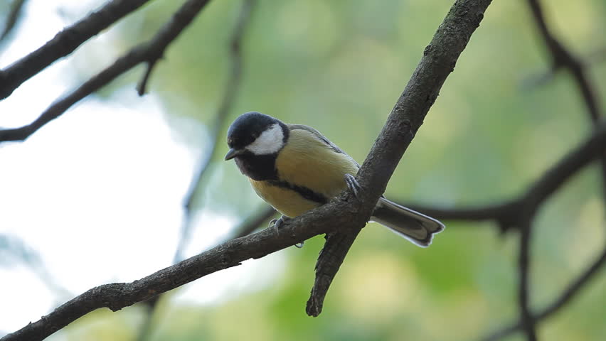 Beautiful Great Tit, Parus Major in Nature, Forest