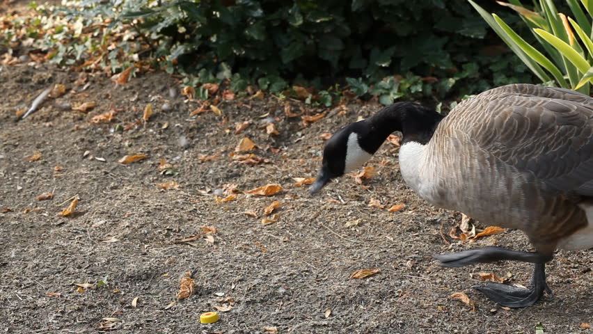 Beautiful Exotic Goose protect nest Park Lake, Small Pond, Birds