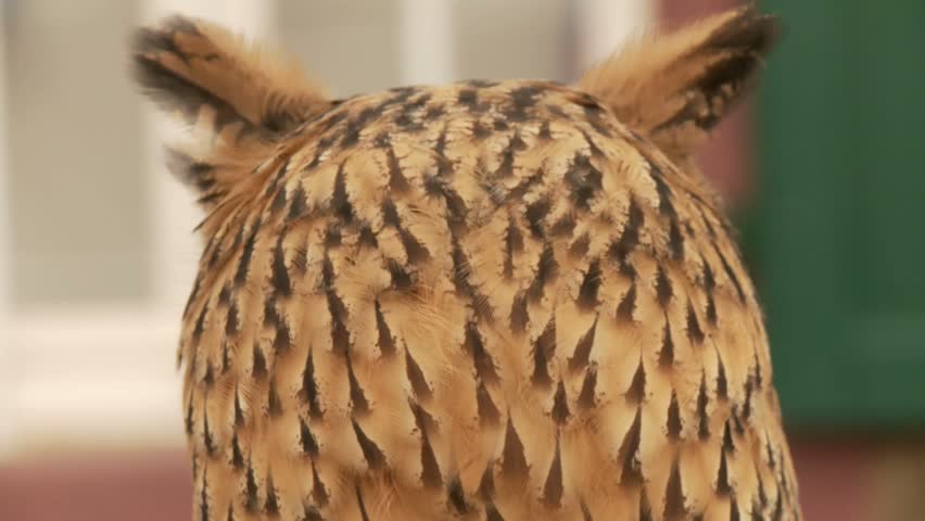 Owl
