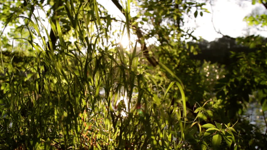 Shot of a nature scenic in summer, slide move