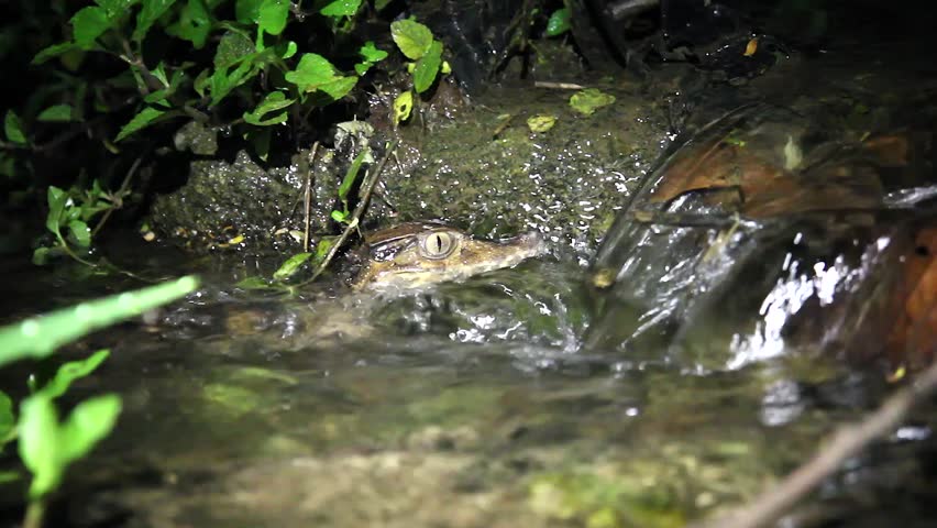 A baby Smooth-fronted Caiman in a small waterfall in the Peruvian Amazon