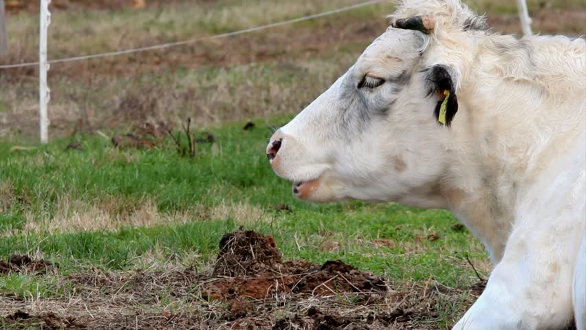 One cow chewing the grass 