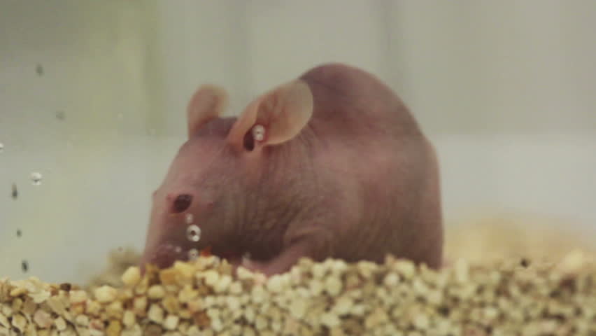 Horizontal macro HD clip of a hairless SKH1 laboratory mouse - with a similar appearance to Nude SCID mice.