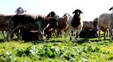 Sheep  Shep  lamb  farm farming countryside ecology grass agriculture animals