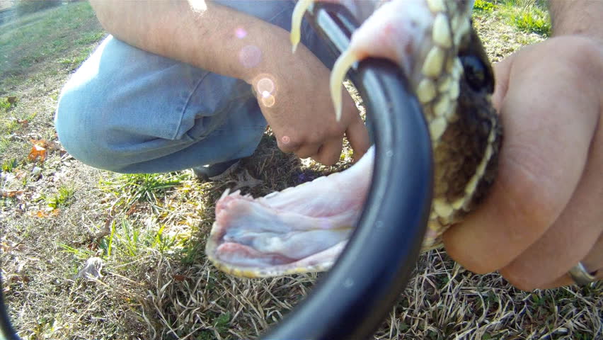 Eastern Diamondback Rattlesnake fang venom