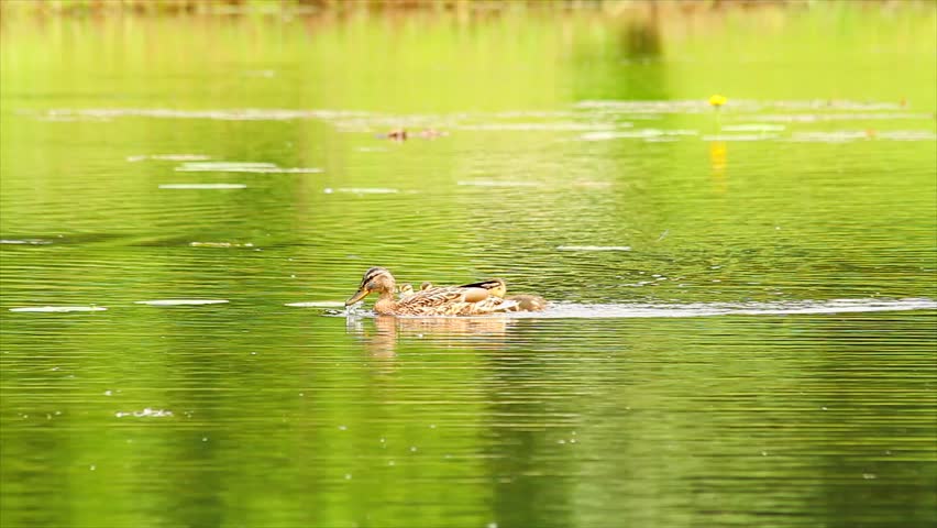 Duck with ducklings