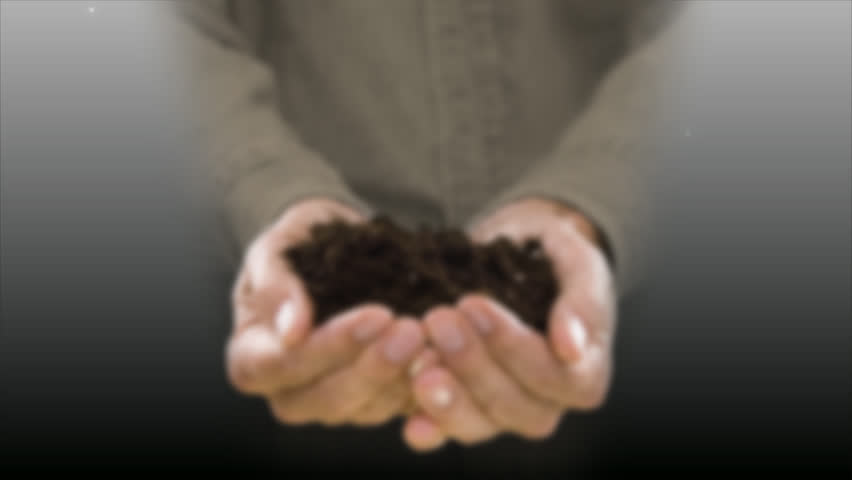 holding & growing a  tree, man holding soil & seed, tree growing and blowing in the wind, time lapse  holding a little growing tree plant in hand, animated