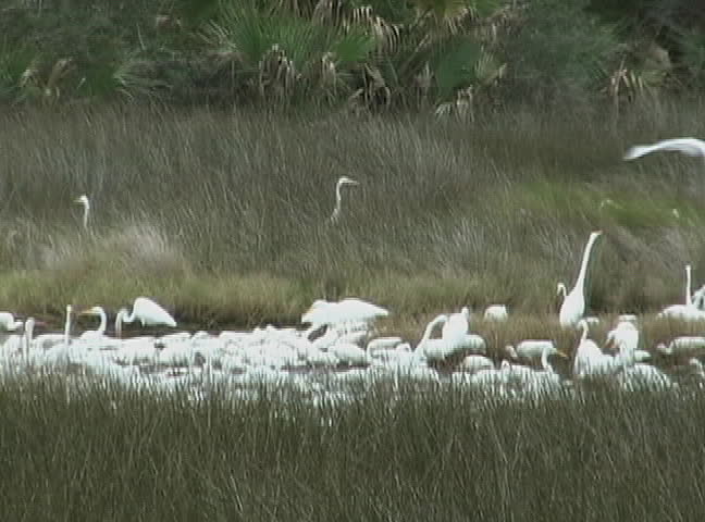 A large number of Great White Herons gather in the swamp hammock in north Florida.
