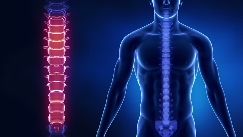 Focused on spine LUMBAR region in loop