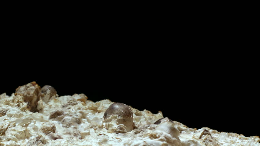 Shiitake Mushroom Timelapse