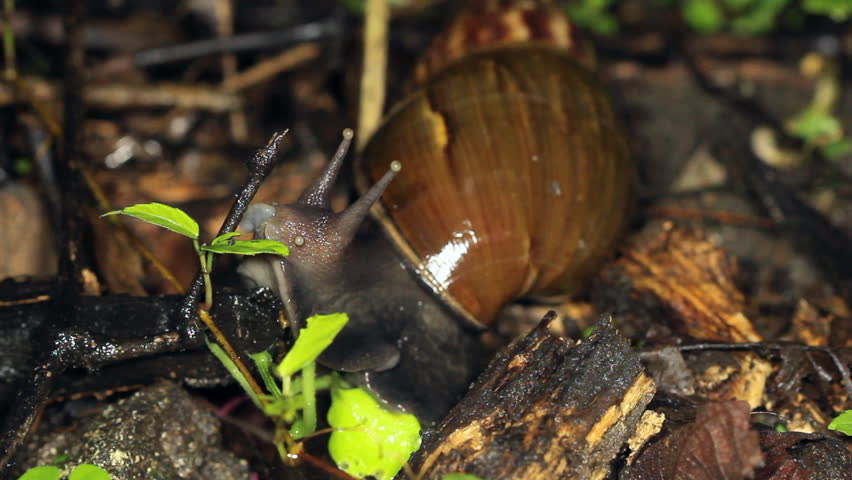 African Giant Snail (Achatina fulica). An introduced pest in Western Ecuador.