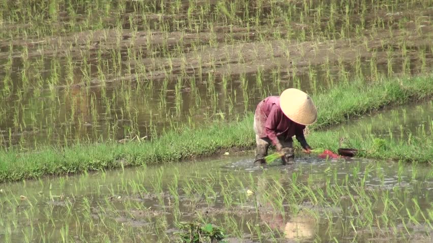 Planting rice in the field