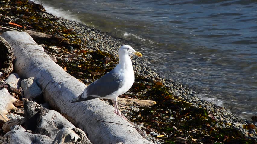 seagull at the log close to water at Dundarave Park in West Vancouver, Canada.