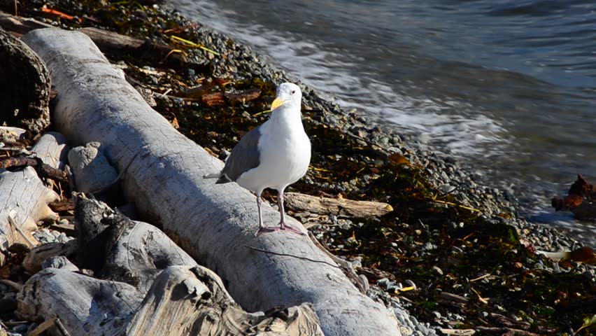 seagull at the log close to water at Dundarave Park in West Vancouver, Canada.