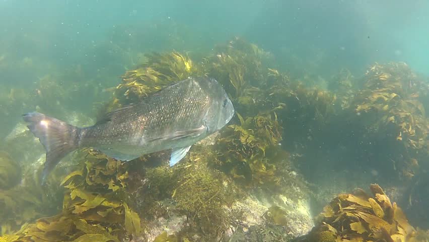 A big Snapper moves in front of the camera at Goat Island marine reserve in New Zealand