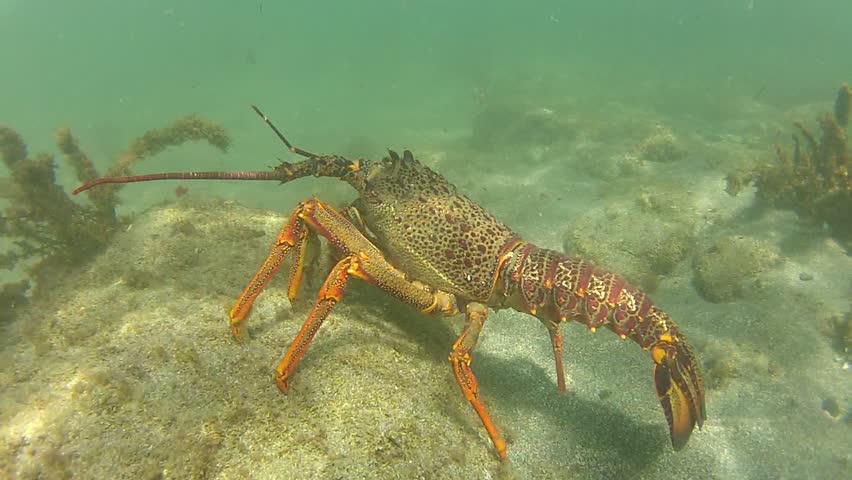 Big Rocklobster at Goat Island marine reserve in New Zealand