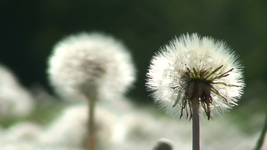 Two dandelion (Sow-thistle) plants 1 