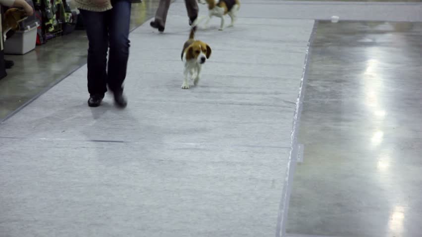 Women run with dog breed of artuazskaya hound on leashes at contest