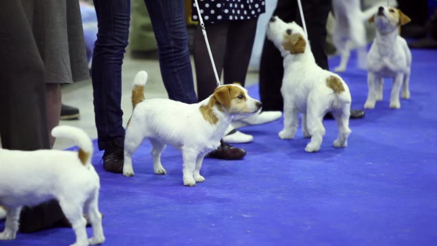 Few little dogs of Parson Russell terrier breed stand on leashes at contest