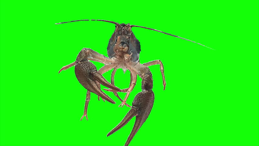 Lobster stiring its limbs.
Green background can be simply removed.