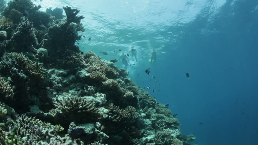 snorkelers on surface snorkleing over coral reef
