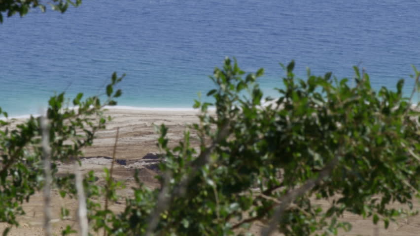 Greenery at the Dead Sea shot in Israel.