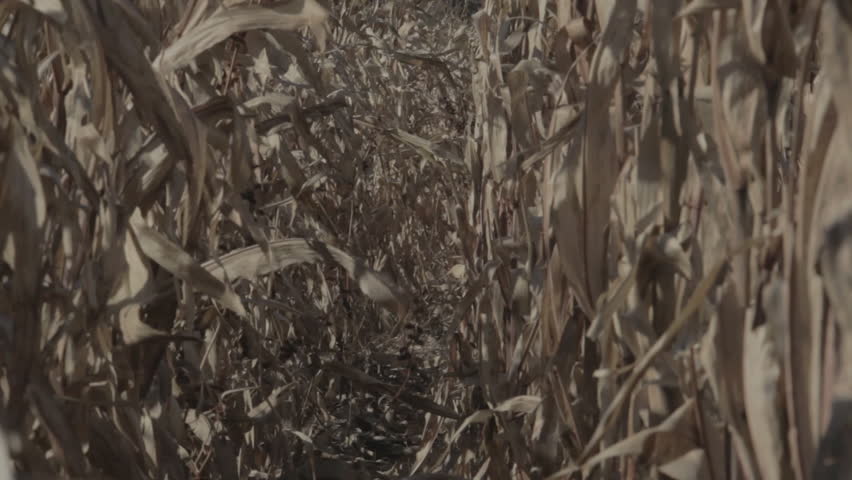 Dusty Corn Stalks