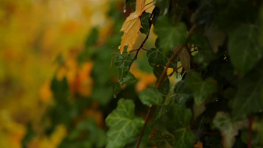 English Ivy