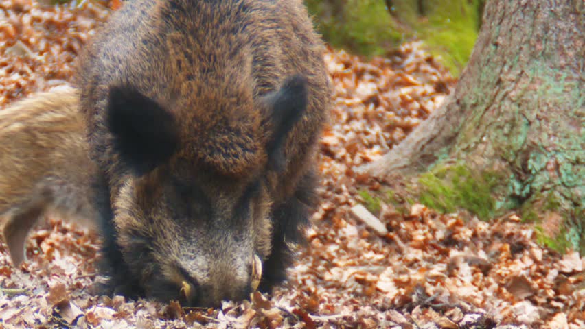 wild boar