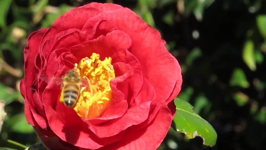Bee Collecting Pollen